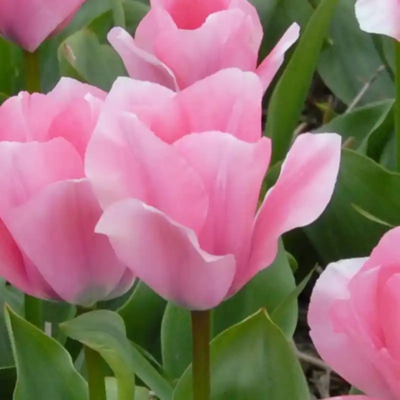 Erg populair | Tulipa ‘Sweet Sixteen‘
