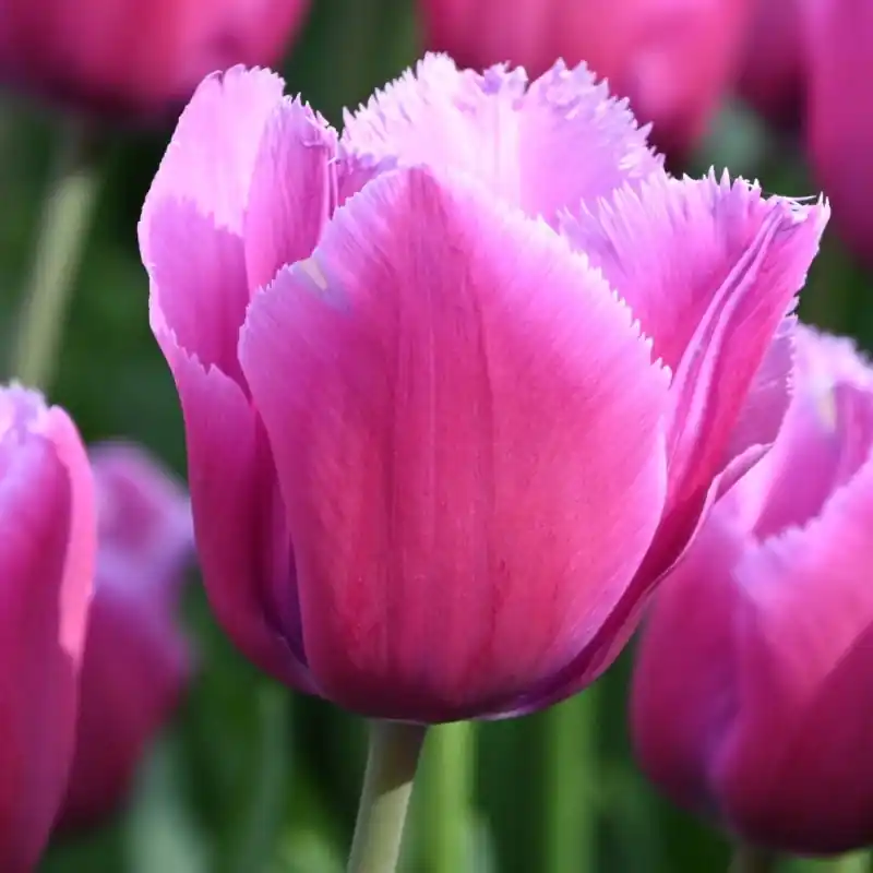Bestel vandaag - Tulipa ‘Louvre‘