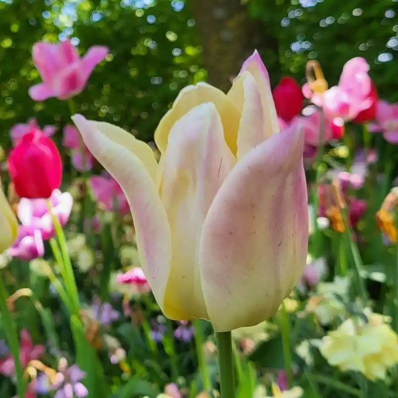 Fabrieksprijs | Tulipa ‘Elegant Lady‘
