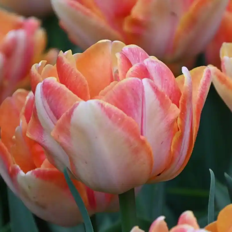Topdeal - Tulipa ‘Foxy Foxtrot‘