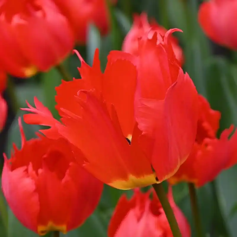 Tulipa ‘Robbedoes‘ - Veel gevraagd
