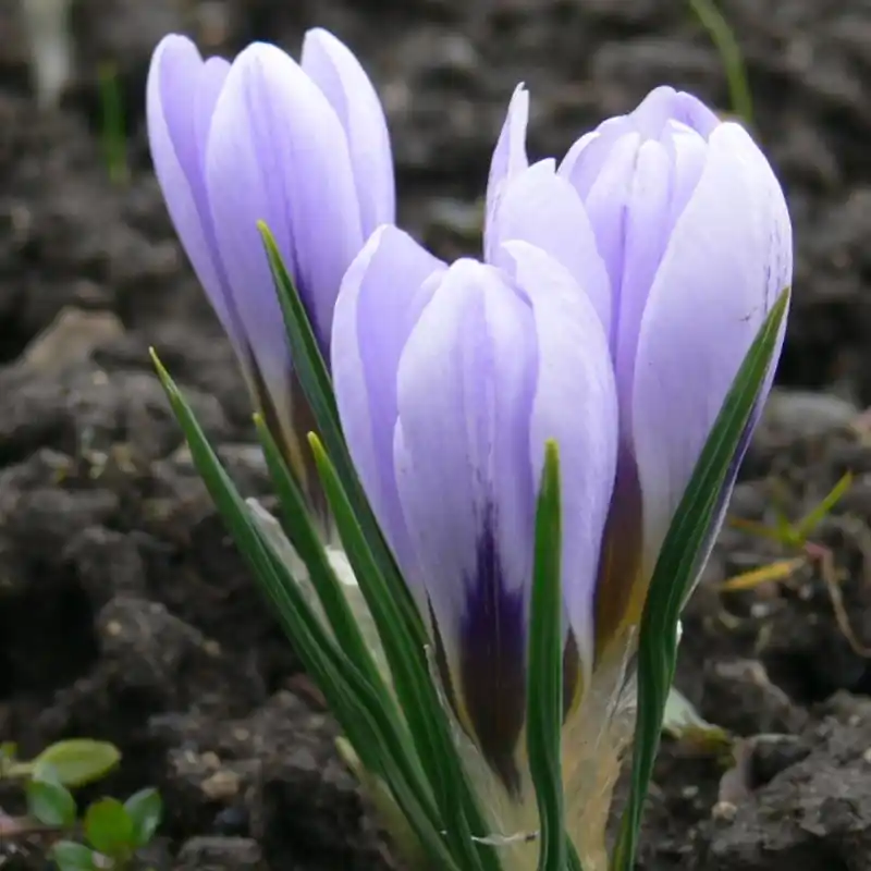 Bespaar meer - Crocus inghamii