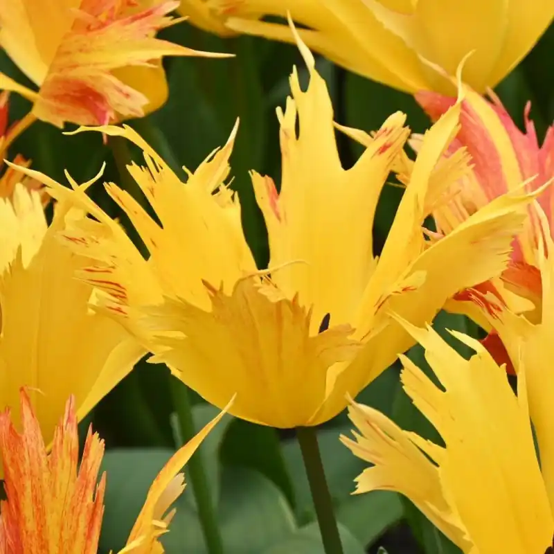 Tulipa ‘Sunny Leo‘ - Superprijs