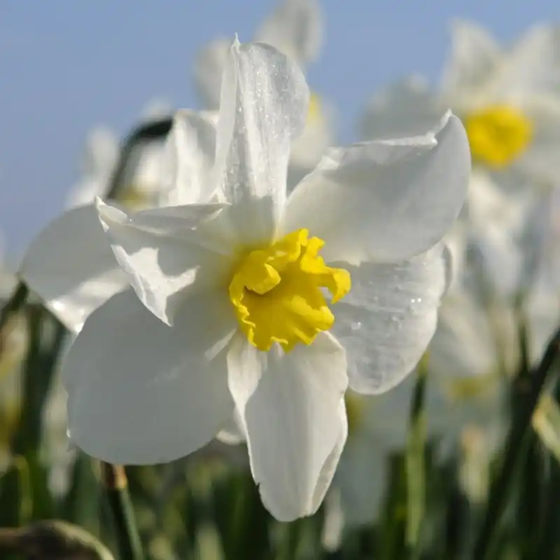 Speciale aanbieding | Narcissus ‘Queen of the North‘