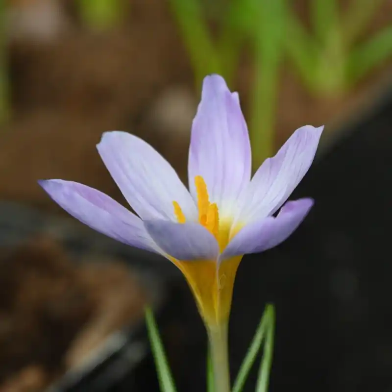 Crocus rujanensis | Gratis retourneren