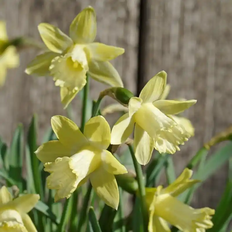 Wees er snel bij | Narcissus ‘Gipsy Queen‘