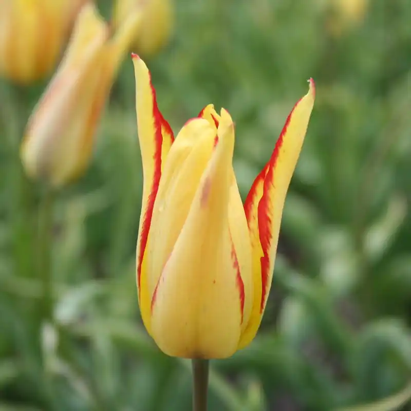 Tulipa mauritiana ‘Cindy‘ | Slechts tijdelijk