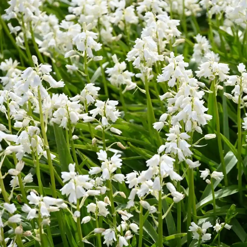 Hyacinthoides hispanica ‘Alba Maxima‘ -grootverbruik- | Direct van de fabrikant
