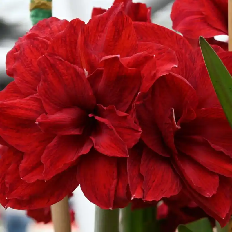 Hippeastrum ‘Amarantia‘® | Eenvoudig retourneren