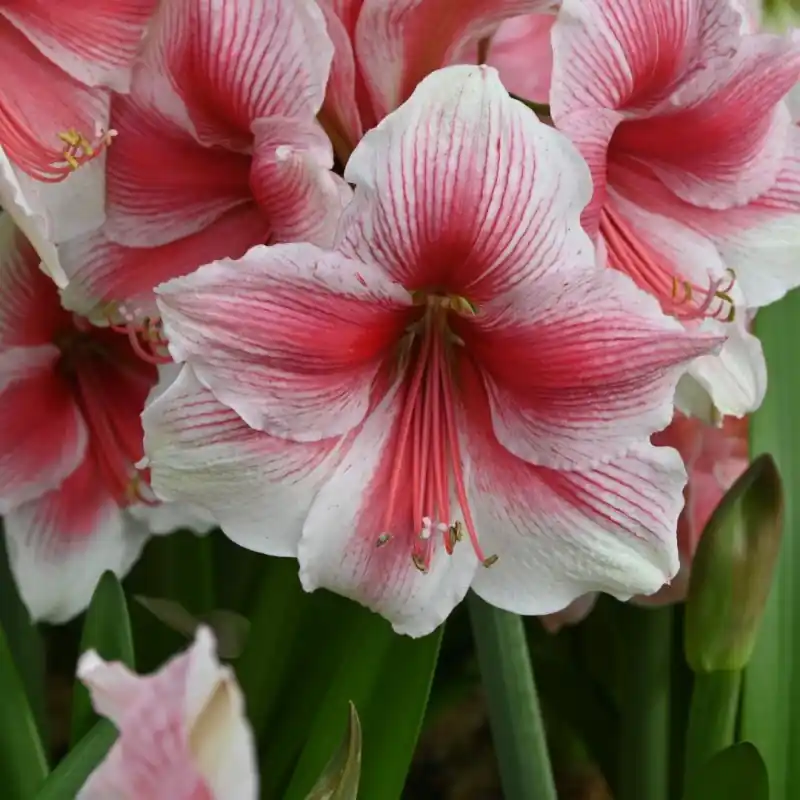 Hippeastrum ‘Pink Beauty‘® - Sale