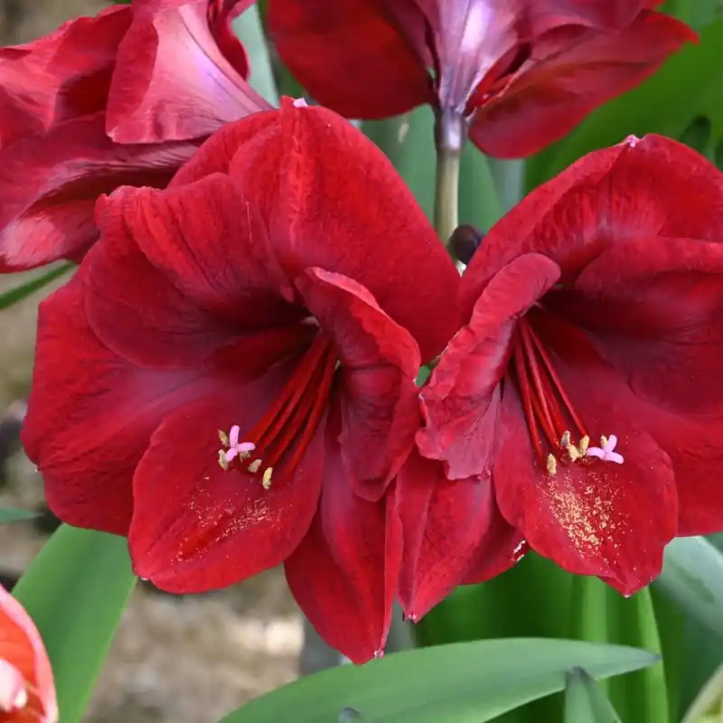 Hippeastrum ‘Première‘® - Nieuw product