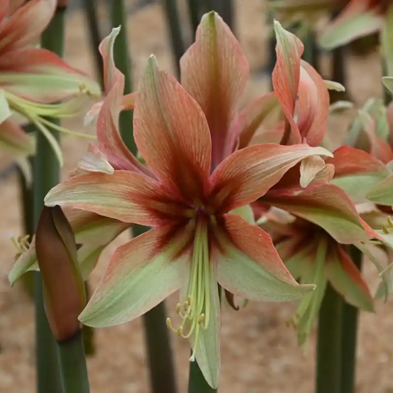 Hippeastrum ‘Wild Amazone‘ ® | Scherp geprijsd