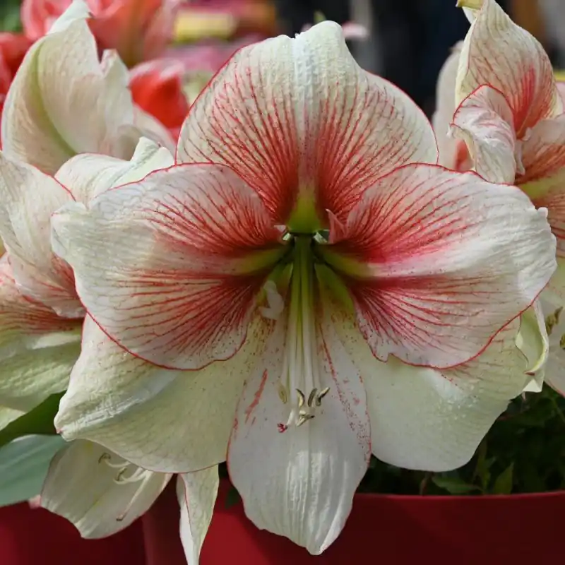 Nu beschikbaar - Hippeastrum ‘Grandise Fantasy‘®