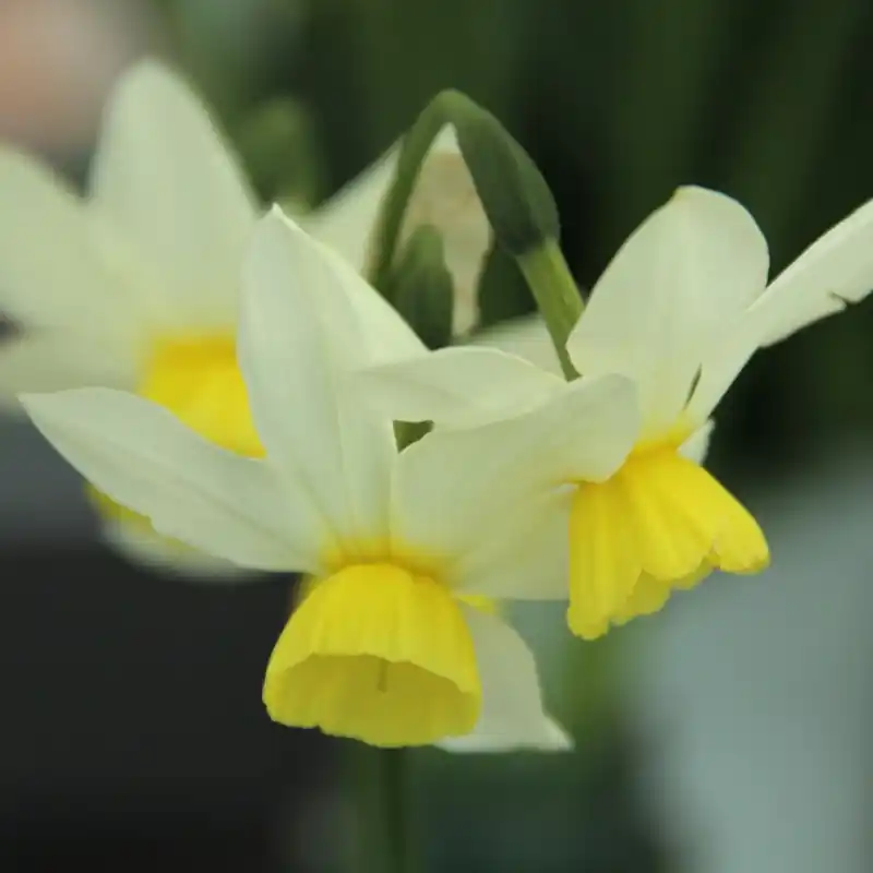 Bijna uitverkocht - Narcissus ‘Jingle Bells‘