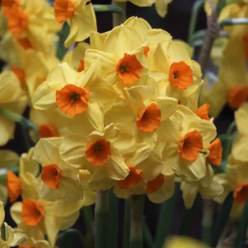 Narcissus ‘Royal Connection‘ - Uitverkoop
