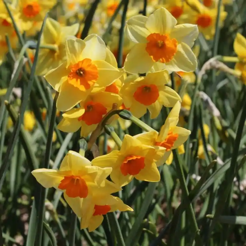 Narcissus ‘Suzy‘ | Hoog gewaardeerd