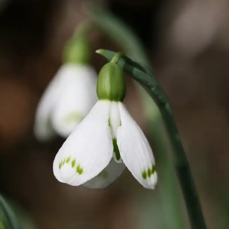 Galanthus ‘Chantry Dougal‘ - Nu beschikbaar