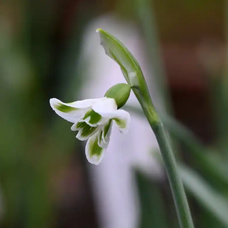 Koopje - Galanthus ‘Megan‘