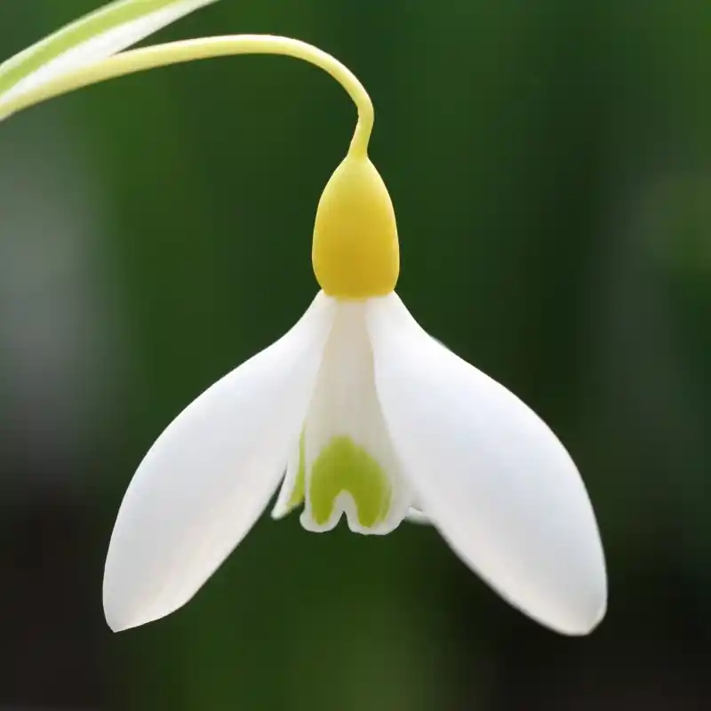 Galanthus ‘Dick‘s Early Yellow‘ - Bespaar meer