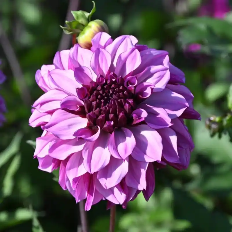 Scherp geprijsd | Dahlia ‘Cranberry Classic‘