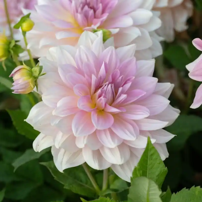 Professionele kwaliteit | Dahlia ‘Fairway Pilot‘