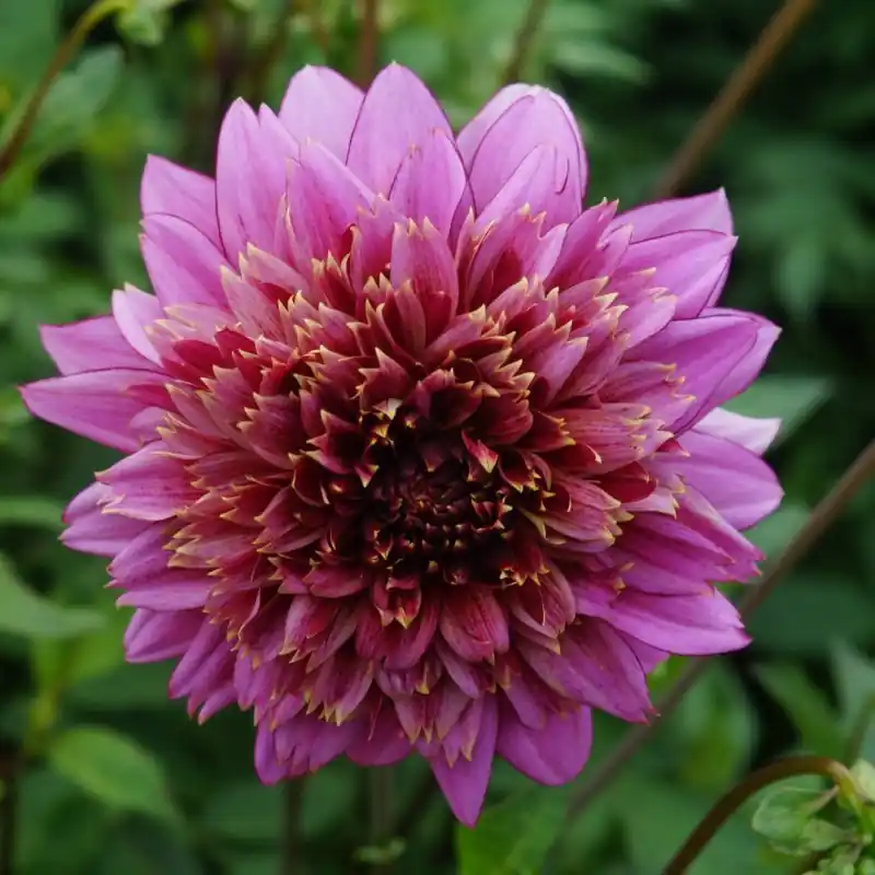 Topproduct - Dahlia ‘Mambo‘