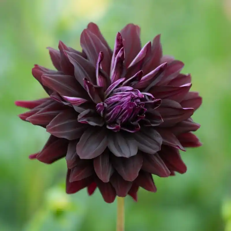 Dahlia ‘Hollyhill Dark Beauty‘ | Koop vandaag