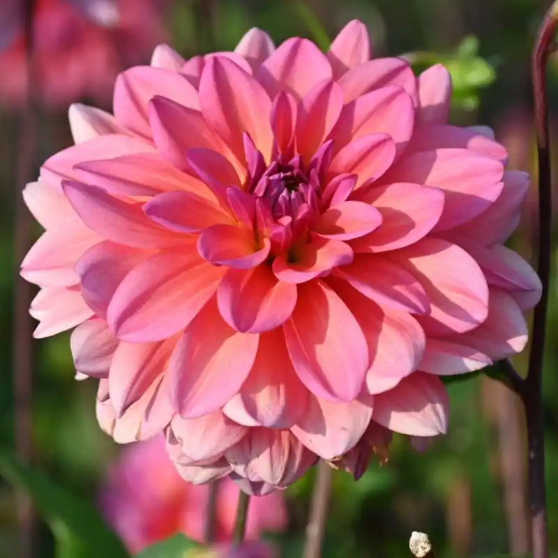 Spoedlevering | Dahlia ‘Great Silence‘