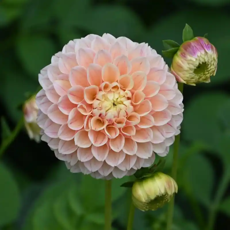 Nieuw in het assortiment - Dahlia ‘Sweet Suzanne‘