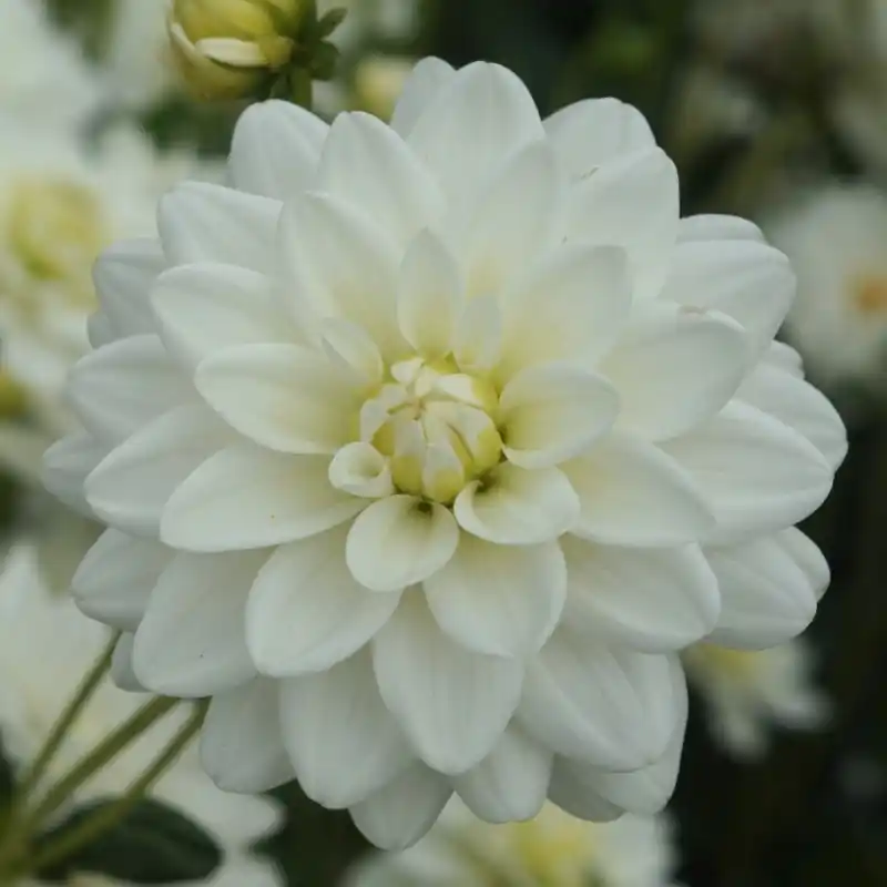 Dahlia ‘Siberia‘ | Voorraad bijna op