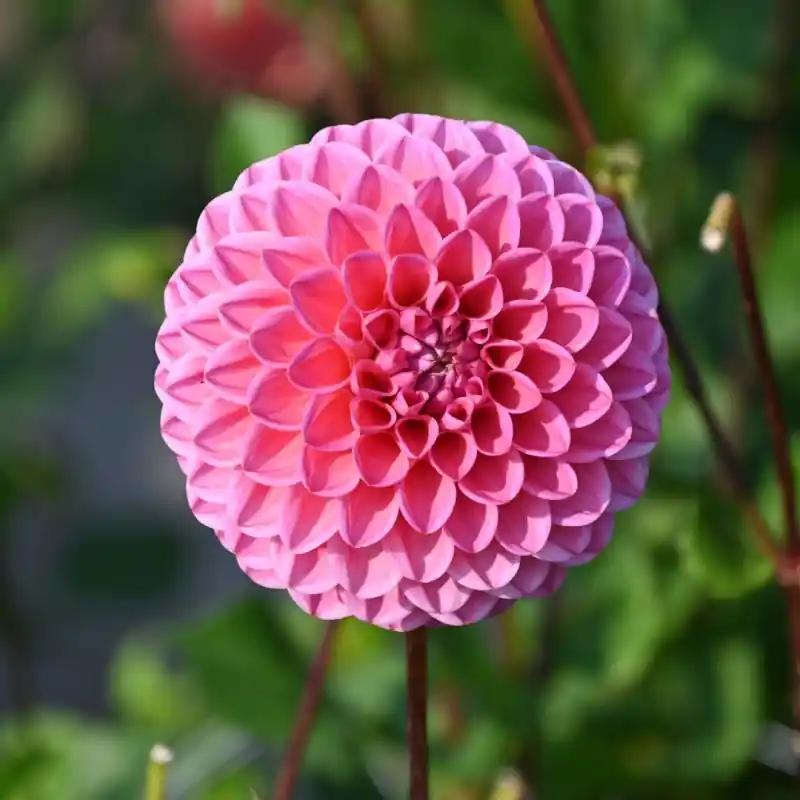 Op = op | Dahlia ‘Sweet Fabienne‘