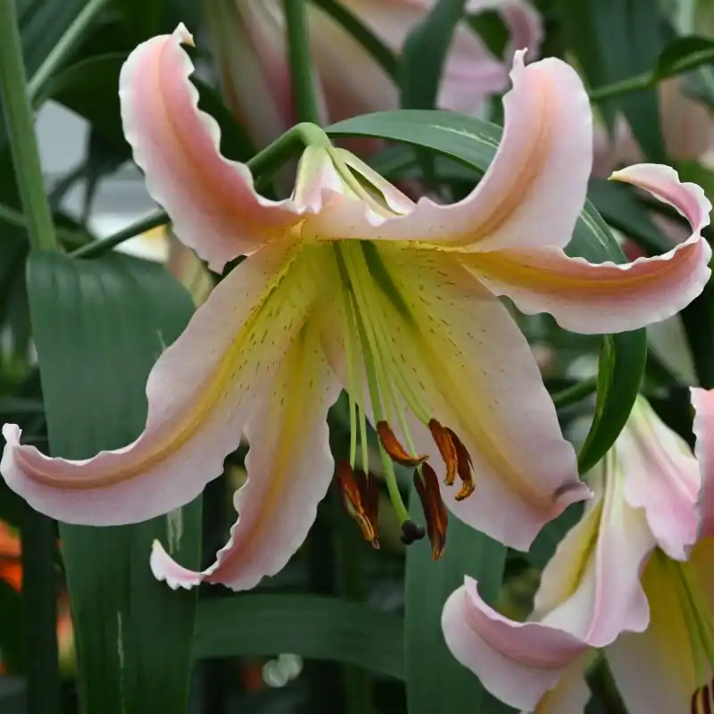 Lilium ‘Elusive‘ | Bestel nu