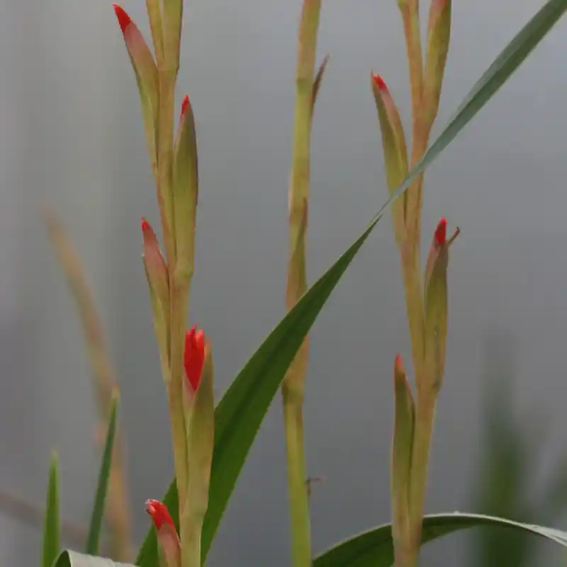 Gladiolus dalenii | Beperkte voorraad