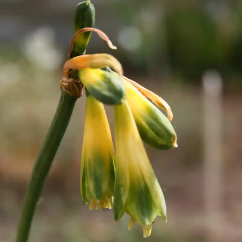 Favoriet van klanten | Phaedranassa viridiflora