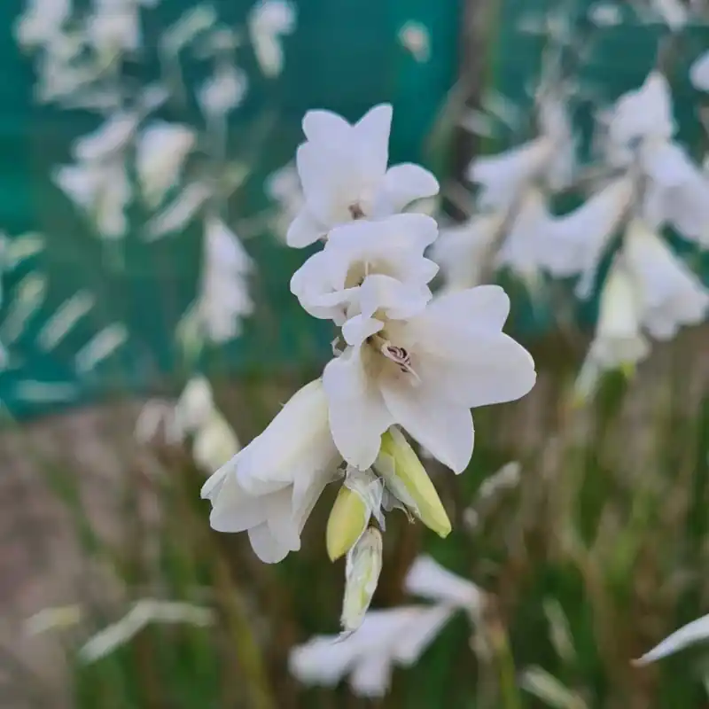Populair - Dierama ‘Kilmurry White‘