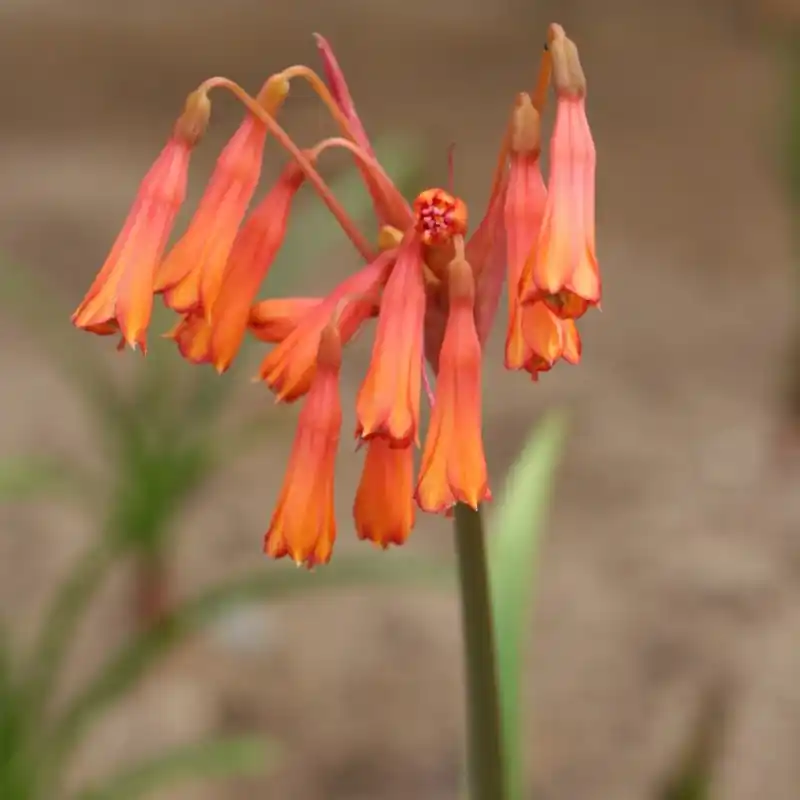Outlet | Hieronymiella marginata