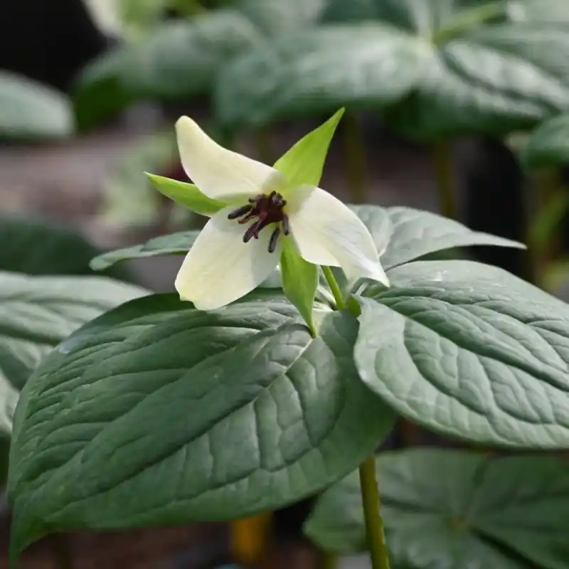 Trillium sulcatum albolutescens - Veel gekozen