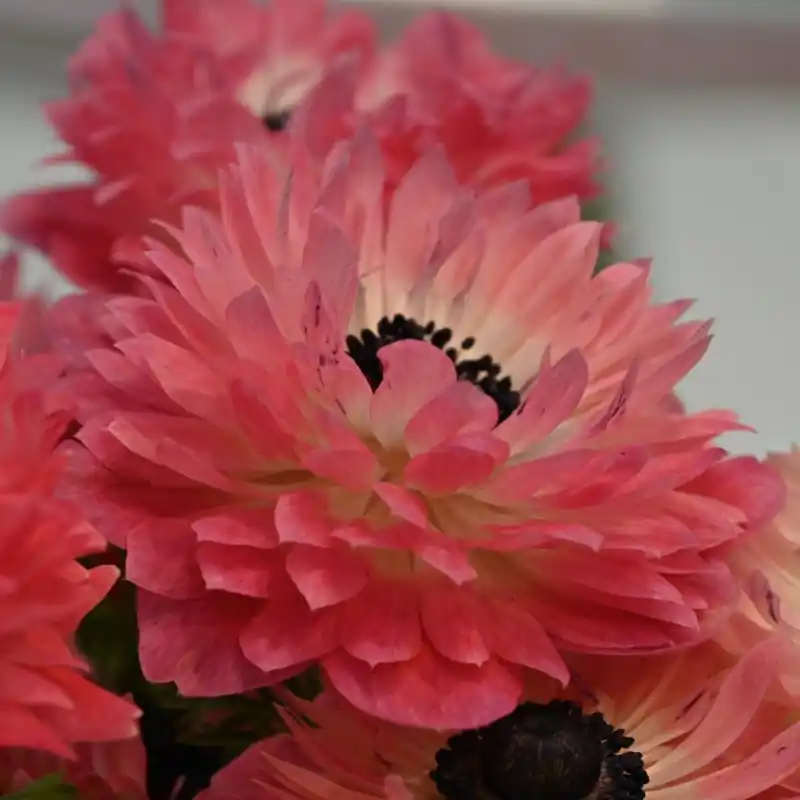 Anemone coronaria LEVANTE®-Rosa- | Net gelanceerd