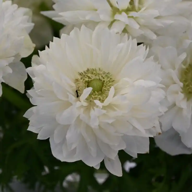 Shop nu - Anemone coronaria LEVANTE®-Bianco-