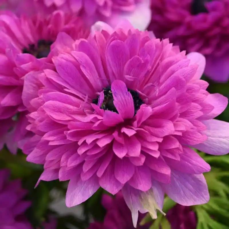 Wees er snel bij | Anemone coronaria LEVANTE®-Fuchsia-