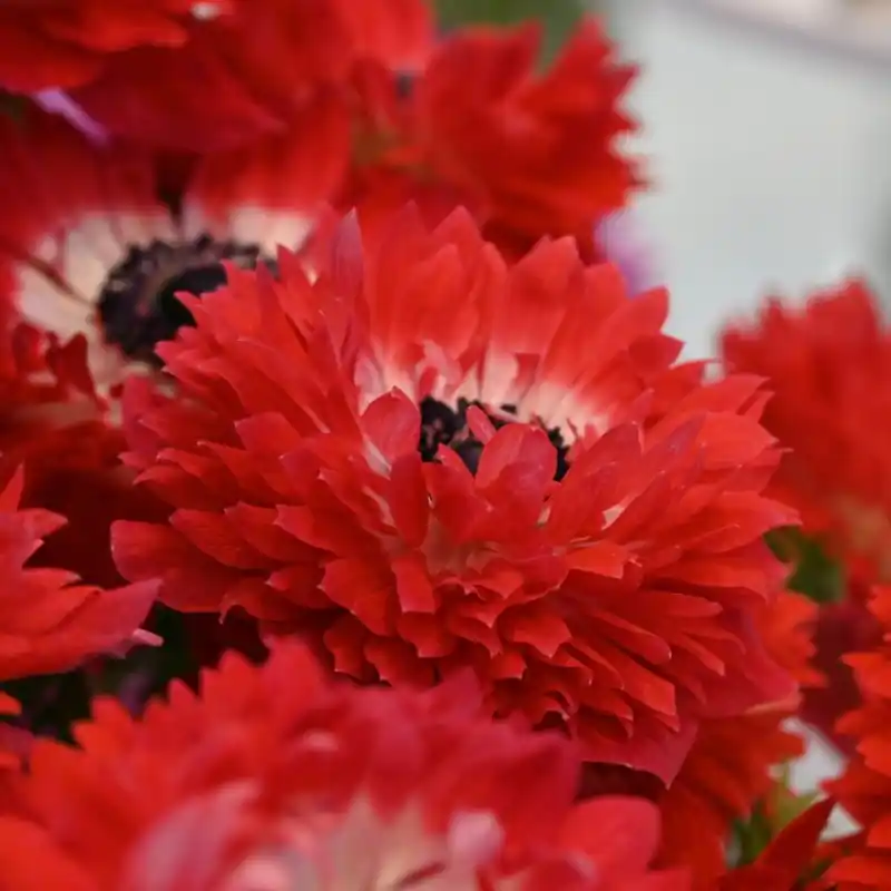 Direct bestellen | Anemone coronaria LEVANTE®-Rosso-