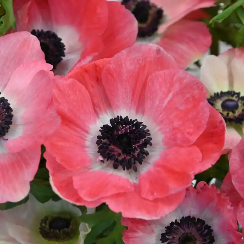 Net binnen | Anemone coronaria MISTRAL PLUS® ‘Rosa Shocking‘