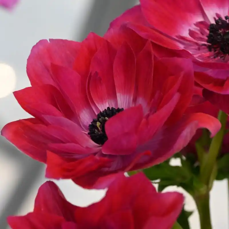 Anemone coronaria MISTRAL® ‘Magenta‘ | Voordelig