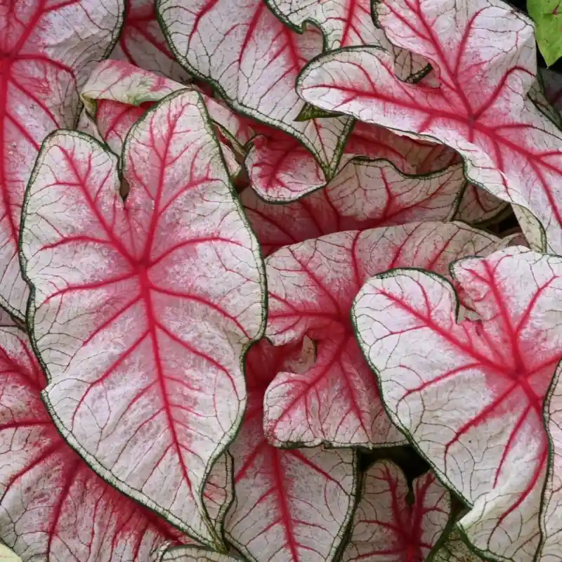Caladium ‘Fiesta‘ ® - Rechtstreeks uit de fabriek