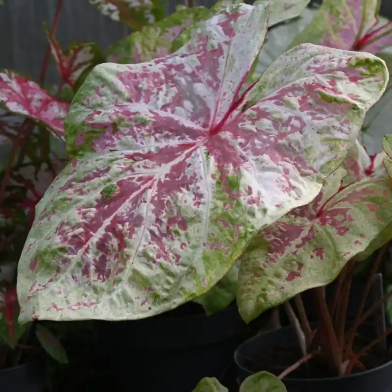 Caladium ‘Seafoam Pink‘ ® | Prijs verlaagd