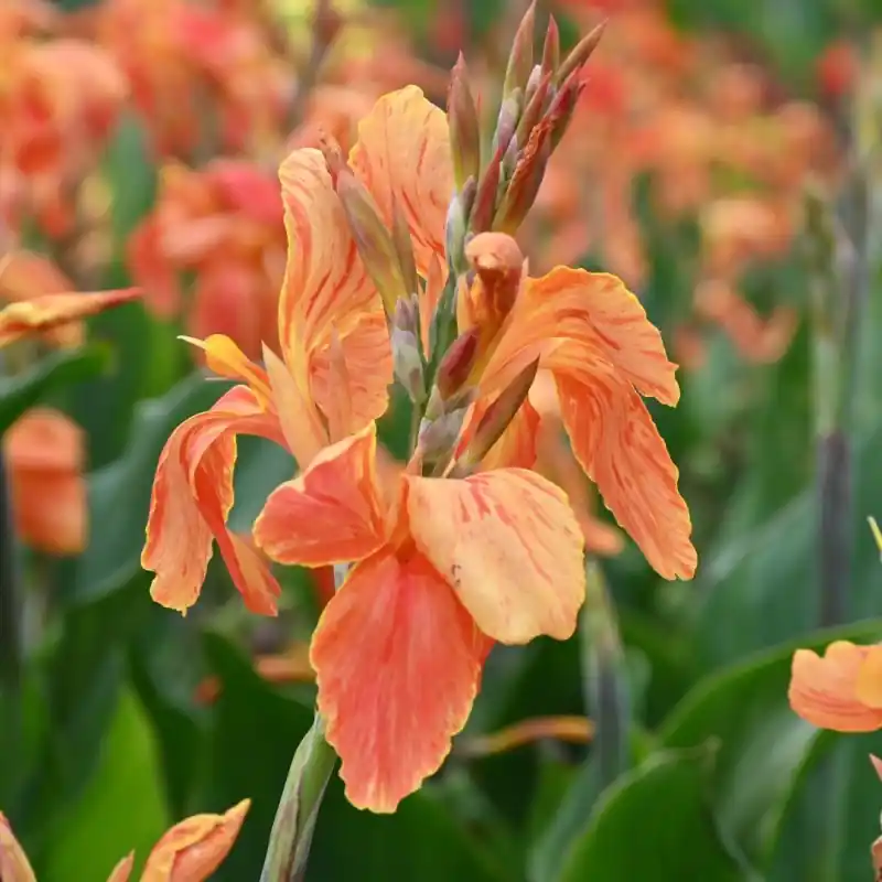 Topdeal | Canna ‘Color Clown‘