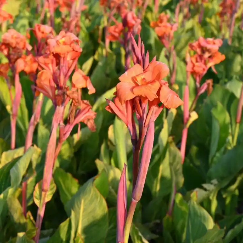 Canna ‘Pretoria‘ | Scherp geprijsd