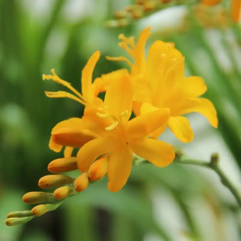 Tijdelijk aanbod - Crocosmia ‘Paul‘s Best Yellow‘