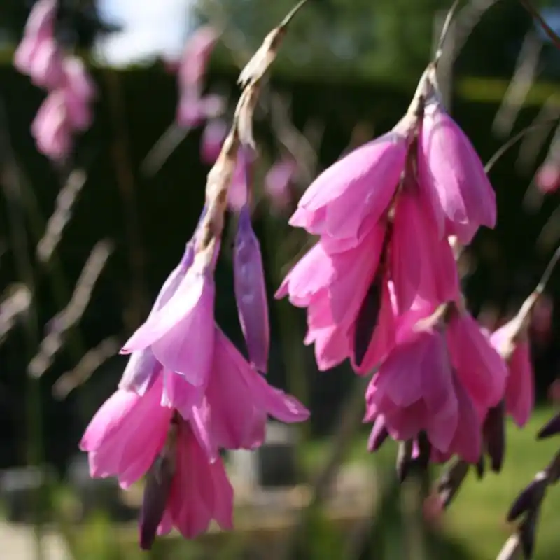 Dierama argyreum - Vanaf nu beschikbaar