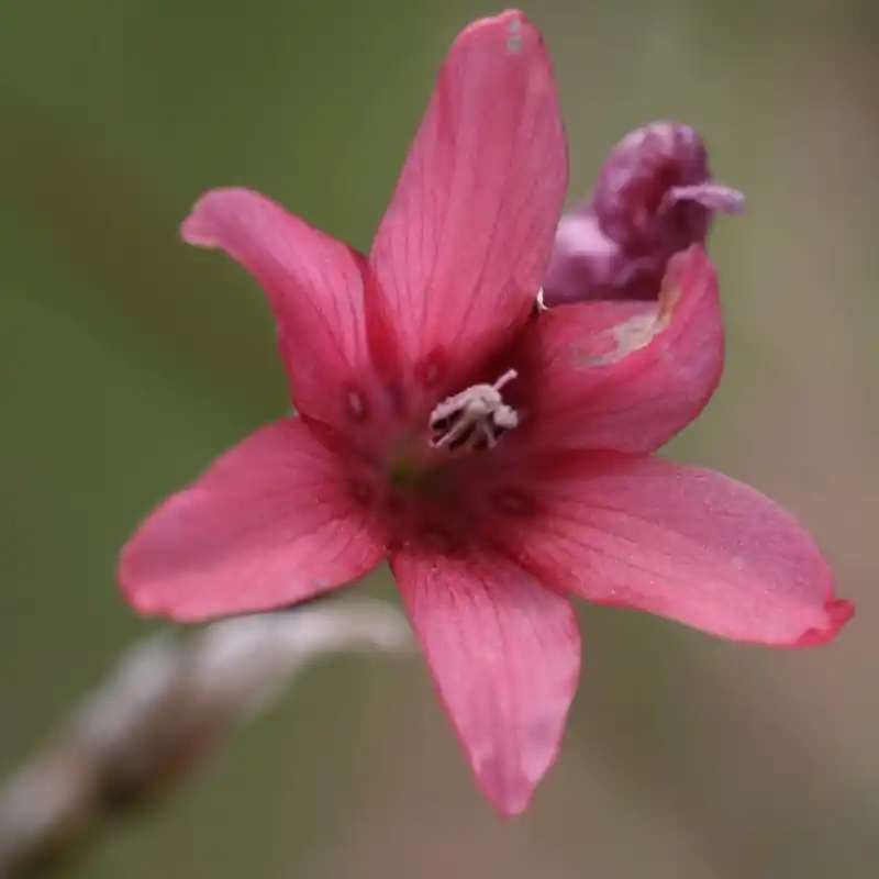 Veel gekozen | Dierama ambiguum